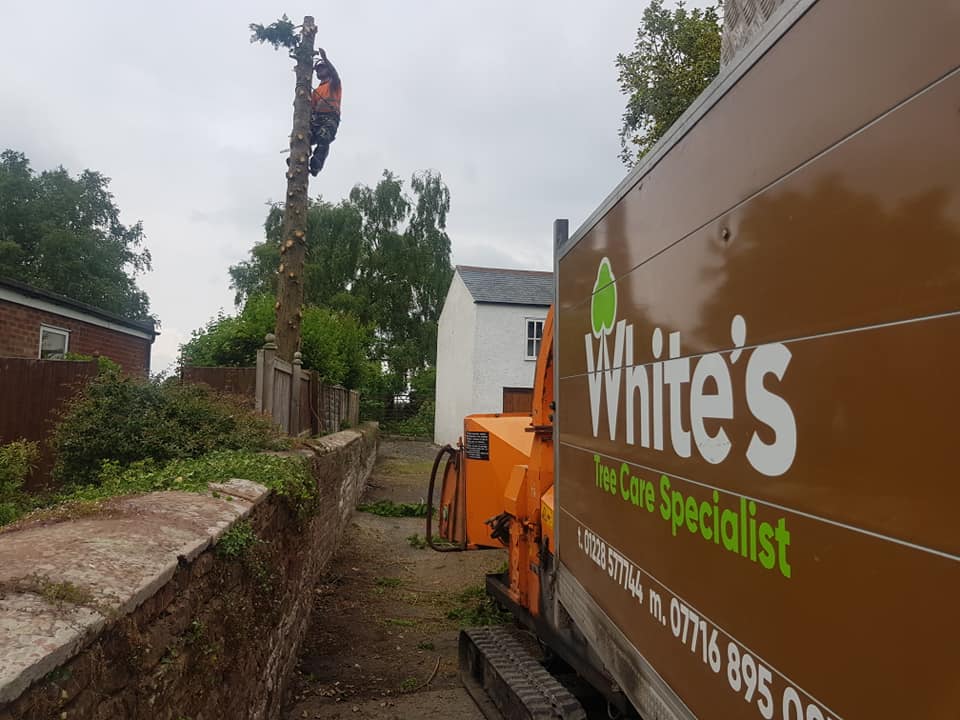 Tree Surgeon, Tree Surgery, Tree Services & Arborist in Carlisle and Cumbria.