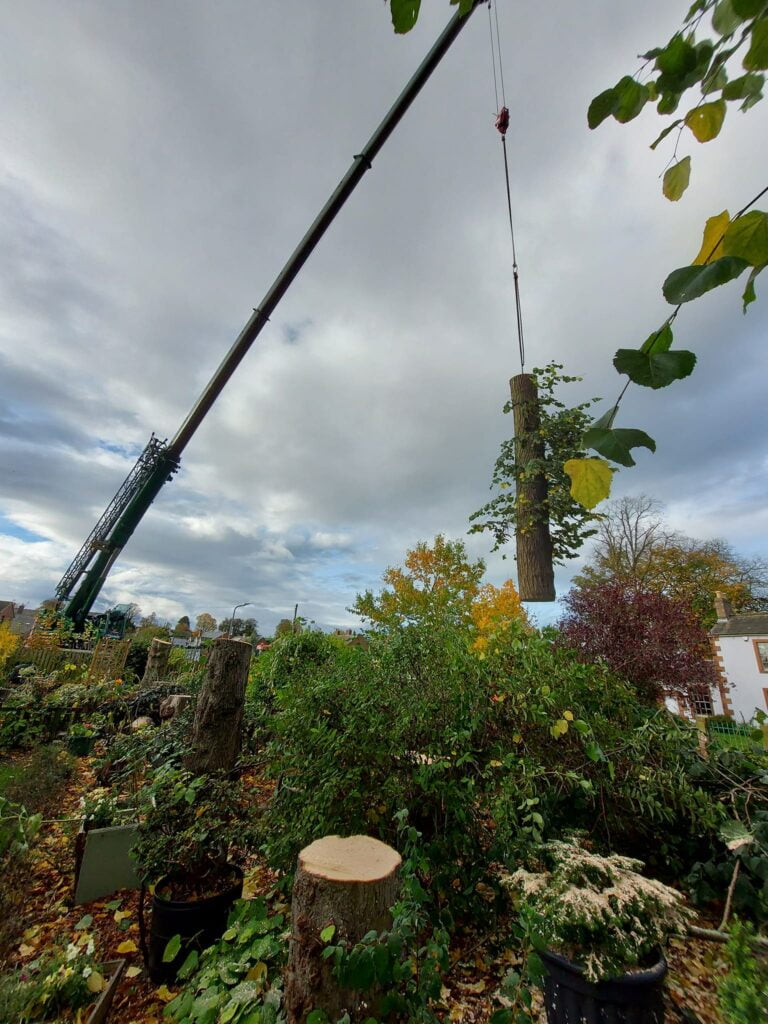 Tree Surgeon, Tree Surgery, Tree Services & Arborist in Carlisle and Cumbria.