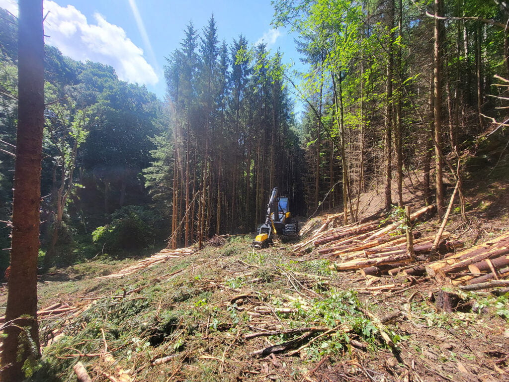 Forestry Services in Carlisle & Cumbria by White's Tree Services.