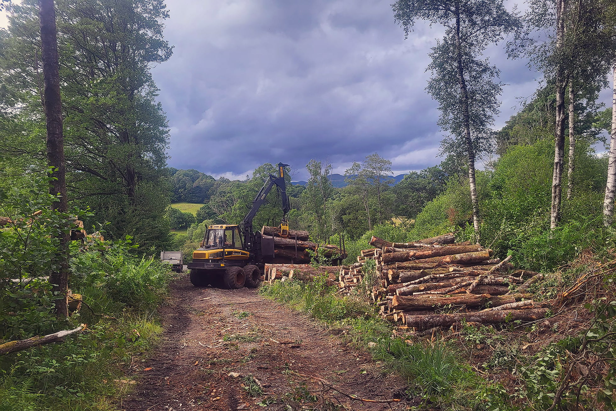 Forestry Services in Carlisle & Cumbria by White's Tree Services.