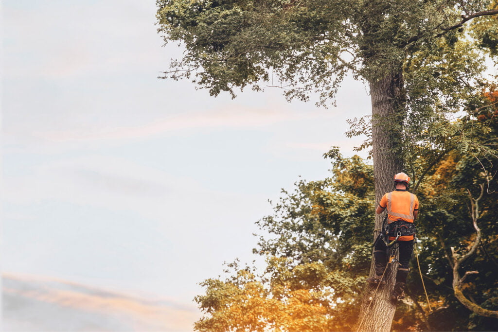 Tree Surgeon, Tree Surgery, Tree Services & Arborist in Carlisle and Cumbria.