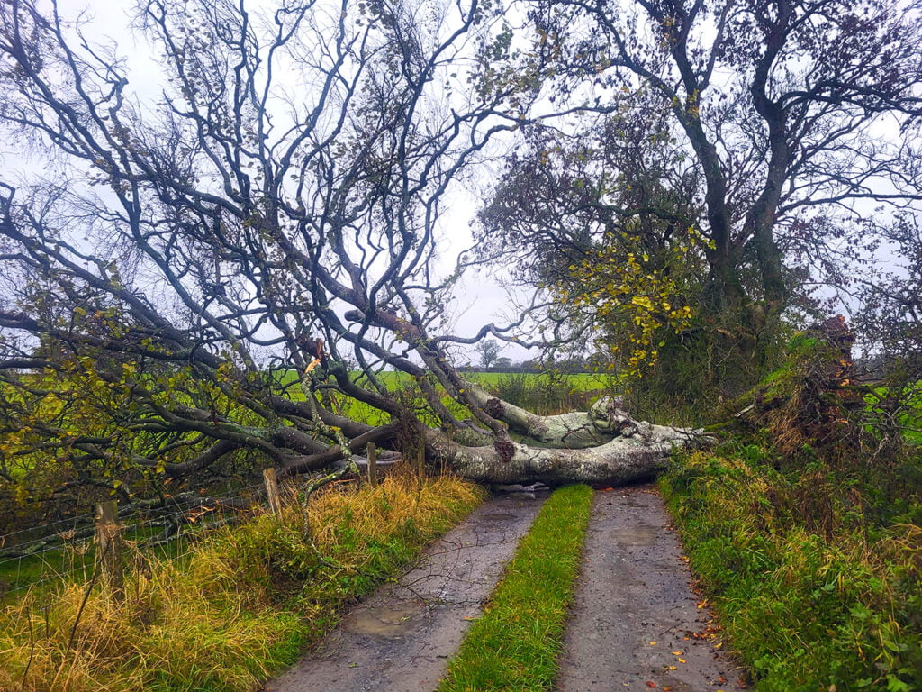 Tree Surgeon, Tree Surgery, Tree Services & Arborist in Carlisle and Cumbria.