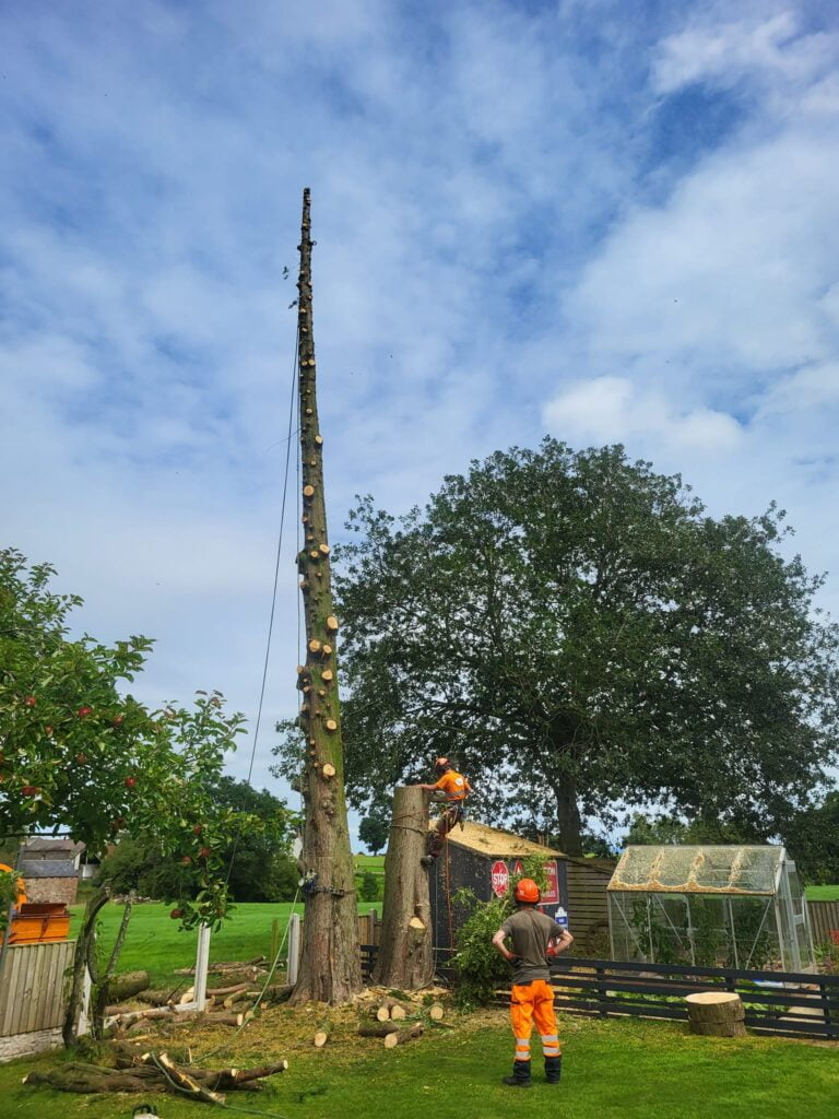 Tree Surgeon, Tree Surgery, Tree Services & Arborist in Carlisle and Cumbria.