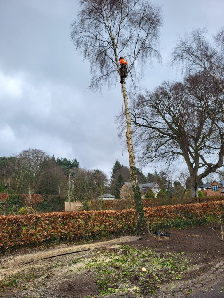 Tree Surgeon, Tree Surgery, Tree Services & Arborist in Carlisle and Cumbria.