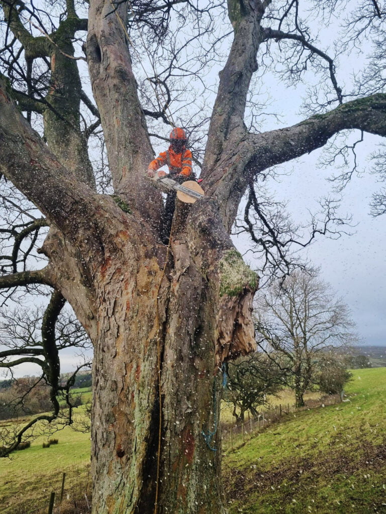 Tree Surgeon, Tree Surgery, Tree Services & Arborist in Carlisle and Cumbria.