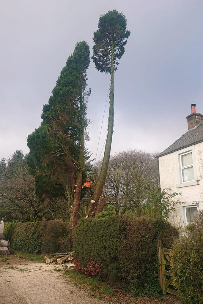 Tree Surgeon, Tree Surgery, Tree Services & Arborist in Carlisle and Cumbria.