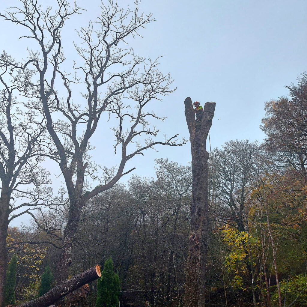 Tree Surgeon, Tree Surgery, Tree Services & Arborist in Carlisle and Cumbria.