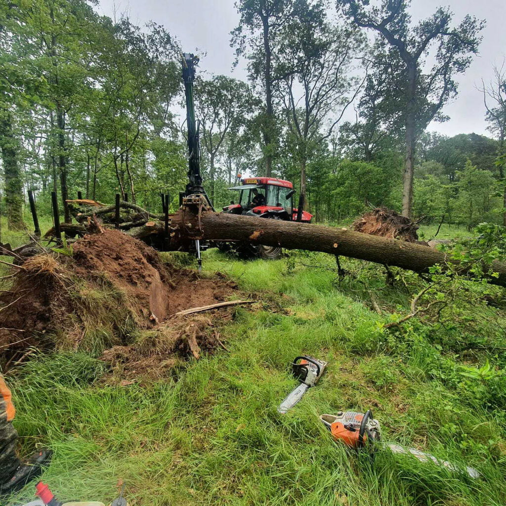 Site Clearance Services in Carlisle & Cumbria by White's Tree Services.