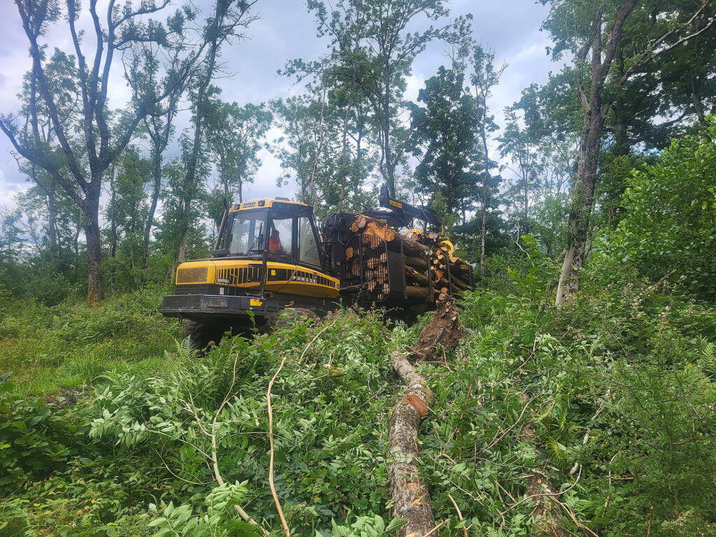 Site Clearance Services in Carlisle & Cumbria by White's Tree Services.