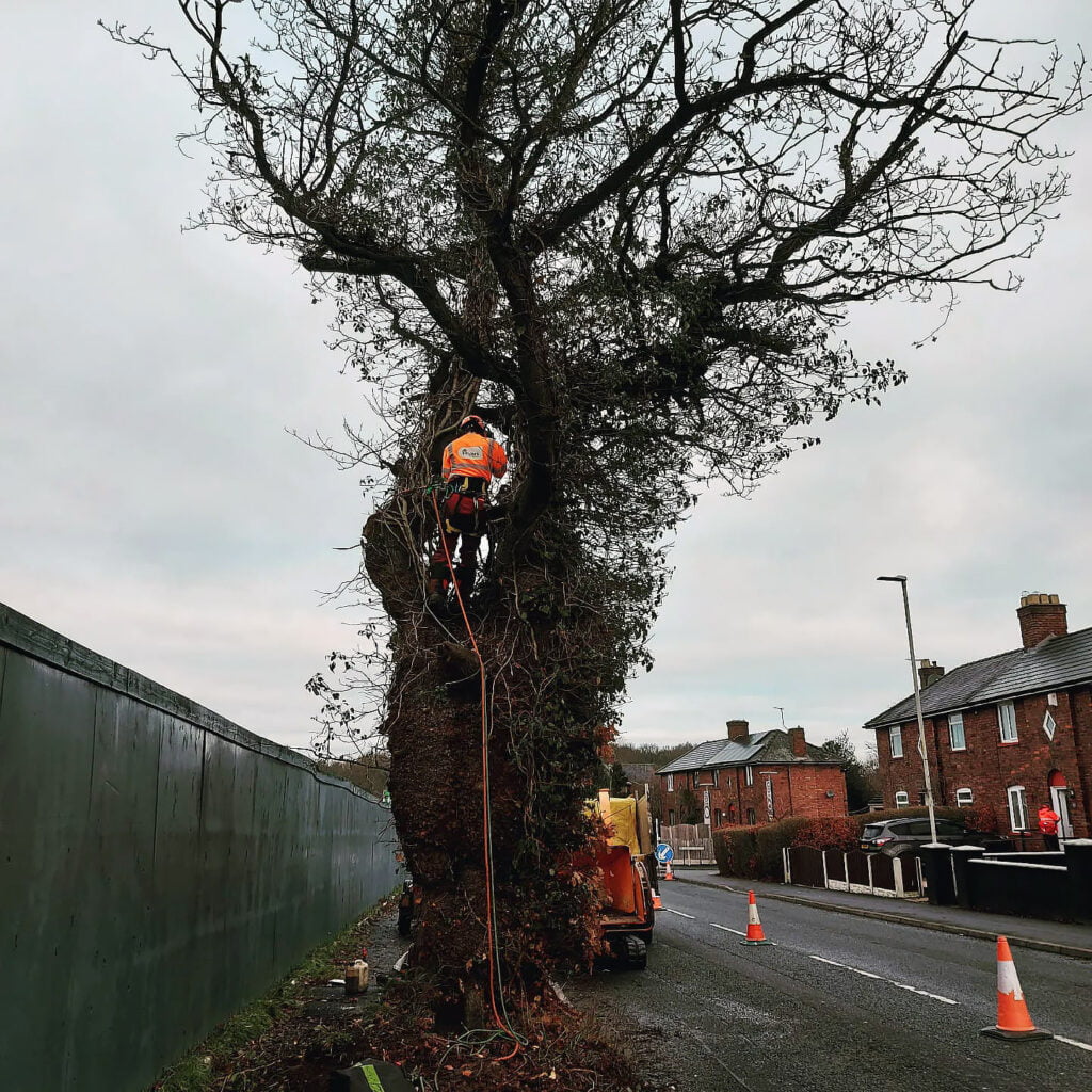 Utility Works & Roadside Tree & Vegetation Clearance by White's Tree Services in Carlisle & Cumbria.