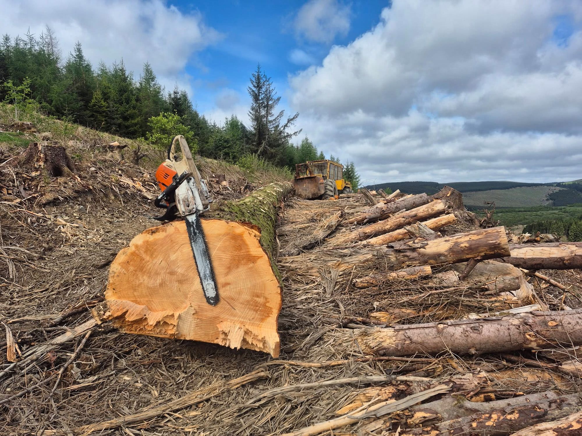 Tree Surgeon, Tree Surgery, Tree Services & Arborist in Carlisle and Cumbria.
