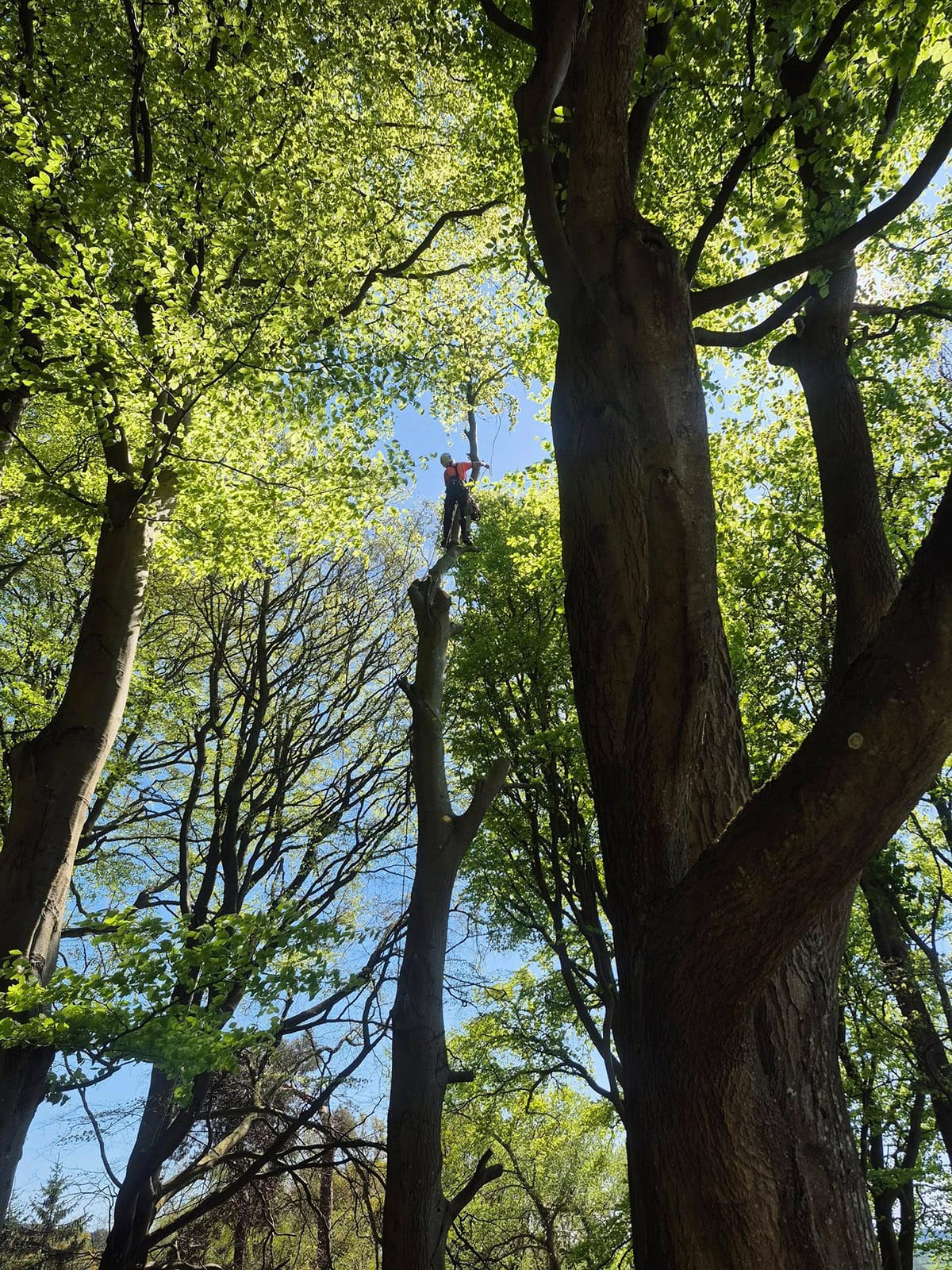 Tree Surgeon, Tree Surgery, Tree Services & Arborist in Carlisle and Cumbria.